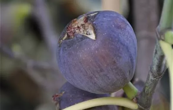 Ficus carica 'Violetta'