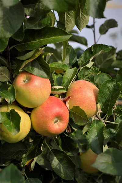 Malus 'Alkmene' 