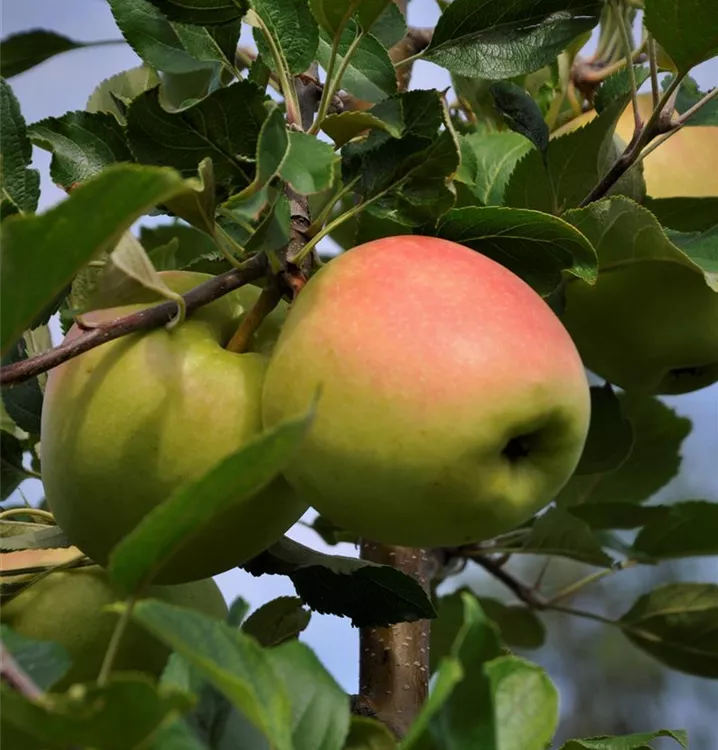 Apfel 'Pirol'