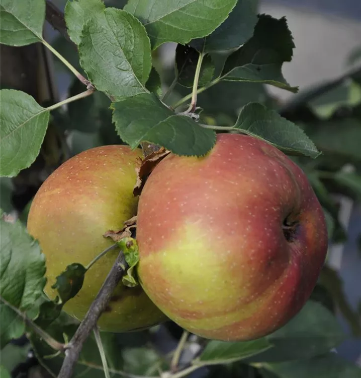 Apfel 'Roter Boskoop'