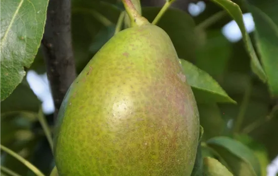 Pyrus com.'Gute Luise v.Avranches' 