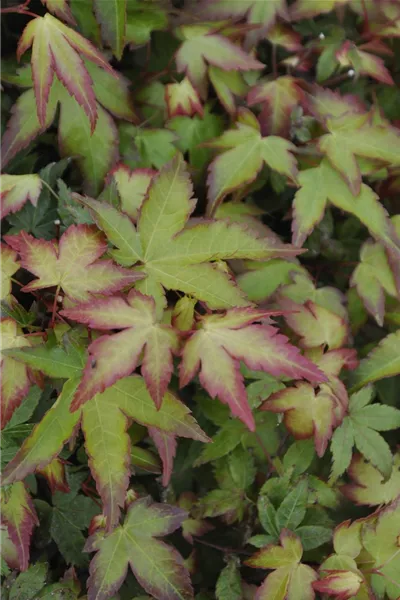 Acer palmatum 'Little Princess'