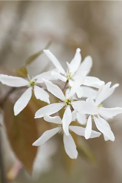 Amelanchier 'Ballerina'