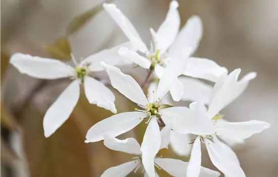 Amelanchier 'Ballerina'