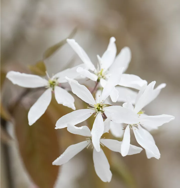 Essbare Felsenbirne 'Ballerina'