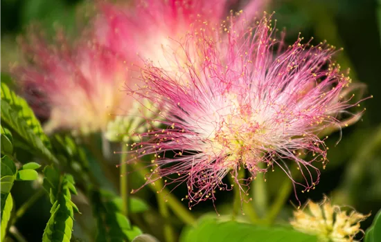 Albizia julibrissin 'Ombrella'