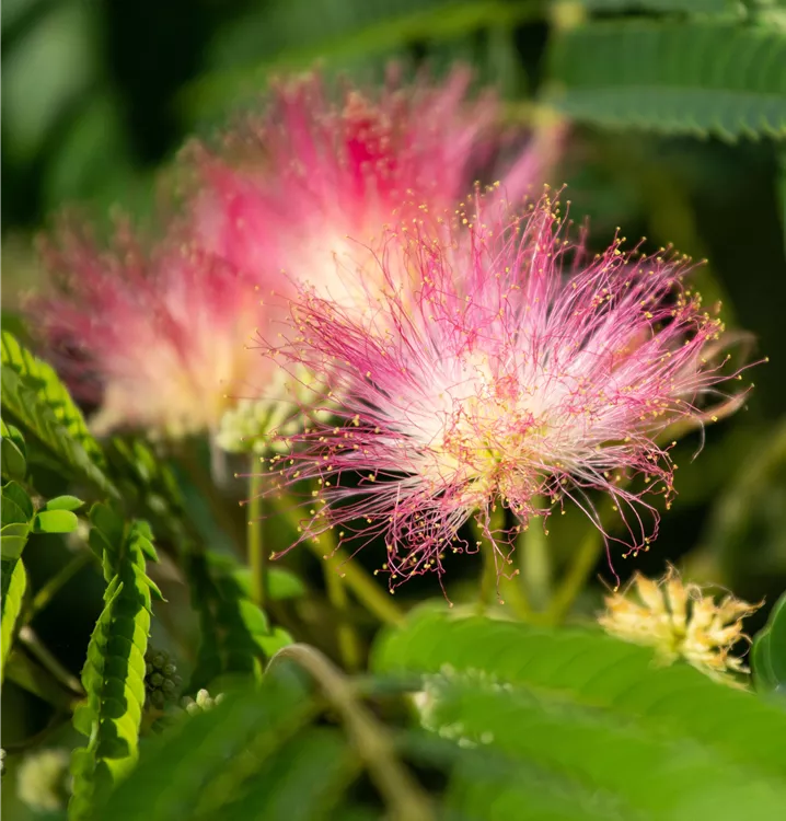 Seidenbaum 'Ombrella'