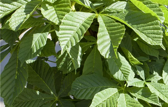 Aesculus parviflora