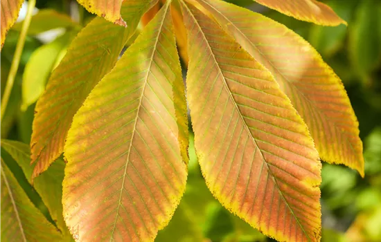 Aesculus pavia 'Koehnei'