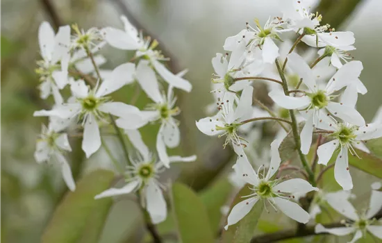 Amelanchier 'Prince William'