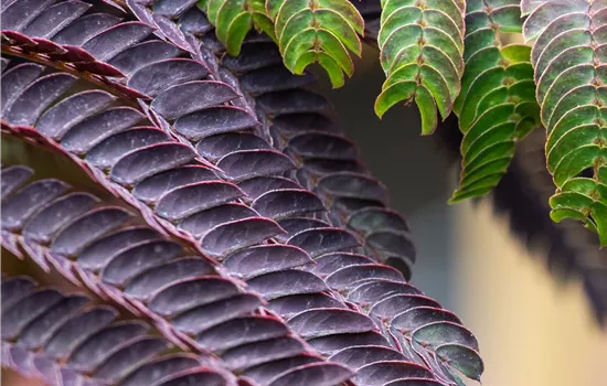 Albizia julibrissin 'Chocolate Fontain'