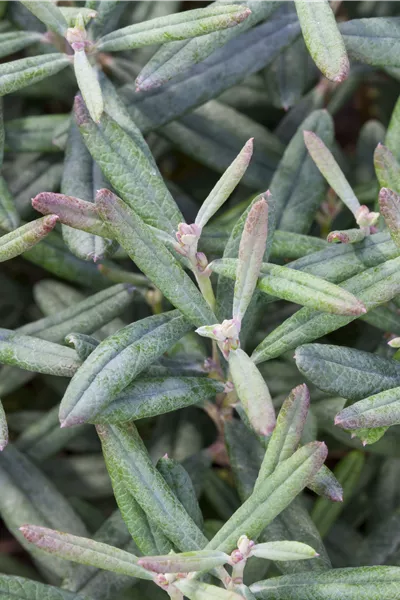 Andromeda polifolia 'Blue Lagoon'