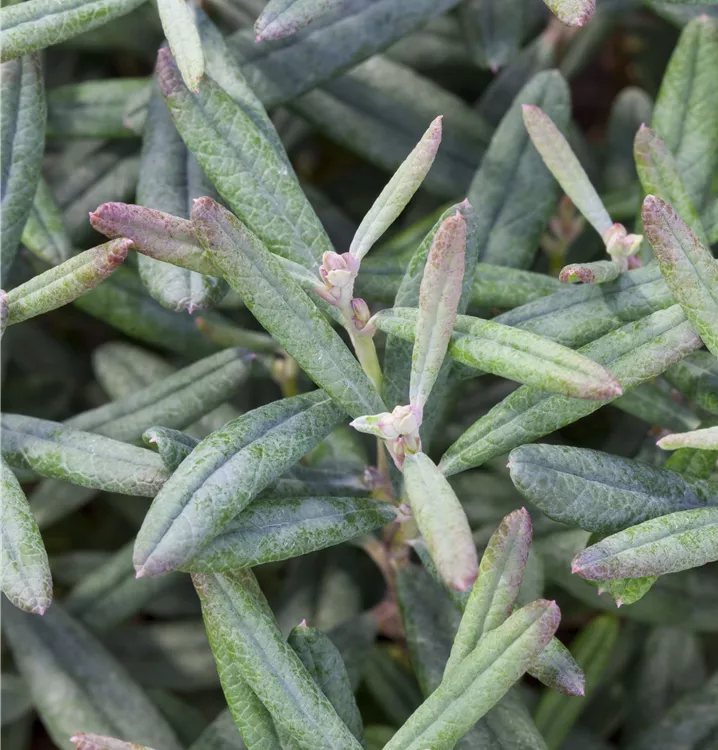 Andromeda polifolia 'Blue Lagoon'