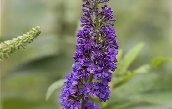 Buddleja 'Adonis Blue'