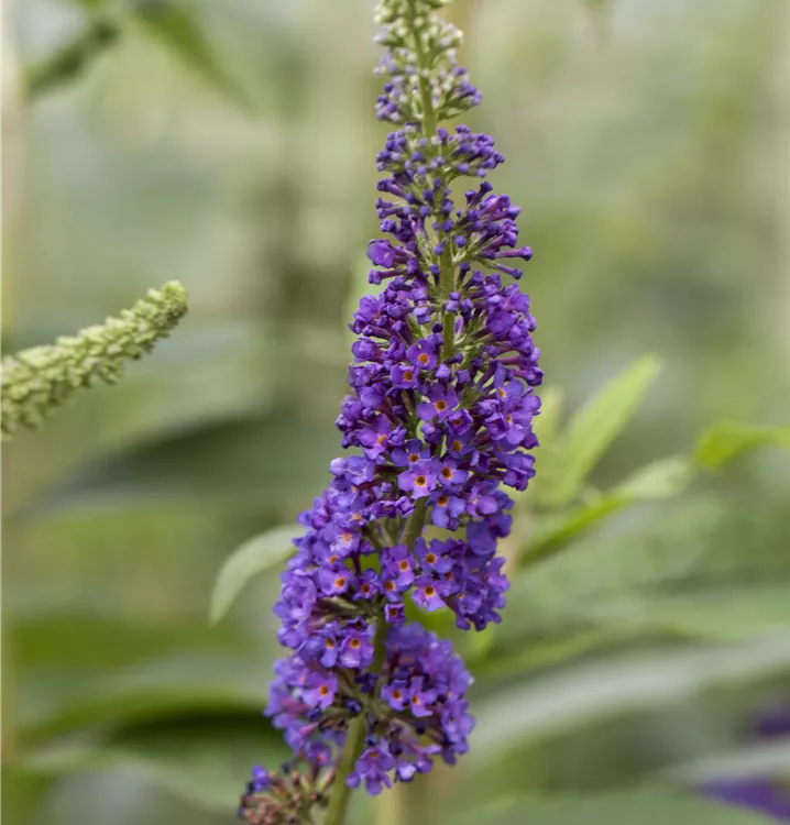 Sommerflieder 'Adonis Blue'(s)