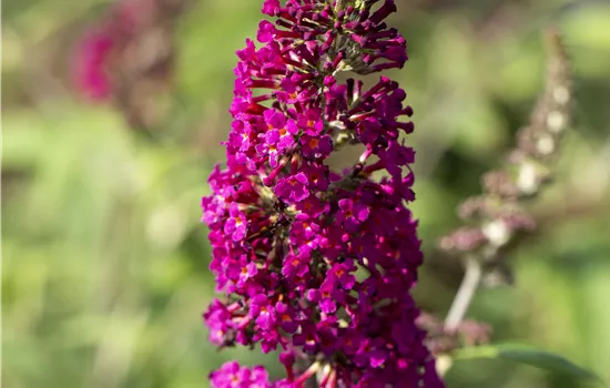 Buddleja 'Buzz Hot Raspberry'