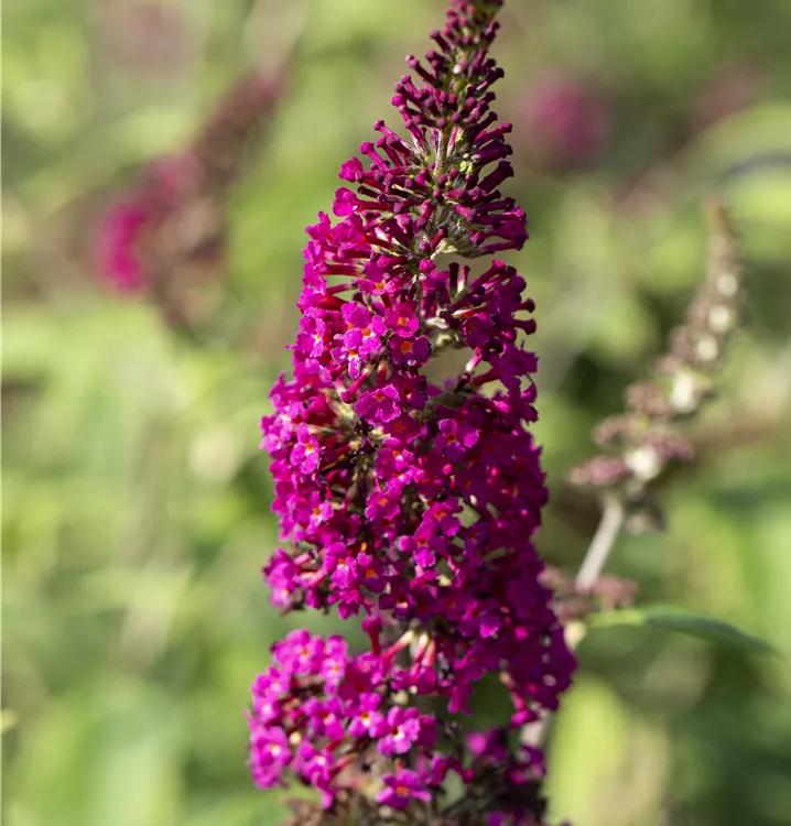 Schmetterlingsflieder BUZZ™ 'Hot Raspberry'