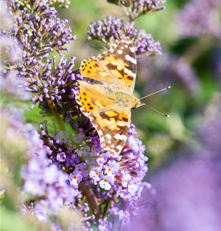 Sommerflieder 'Ellens Blue'