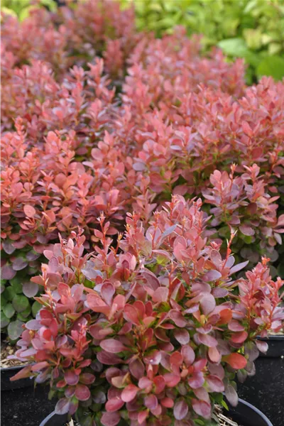 Berberis thunbergii 'Lutin Rouge'