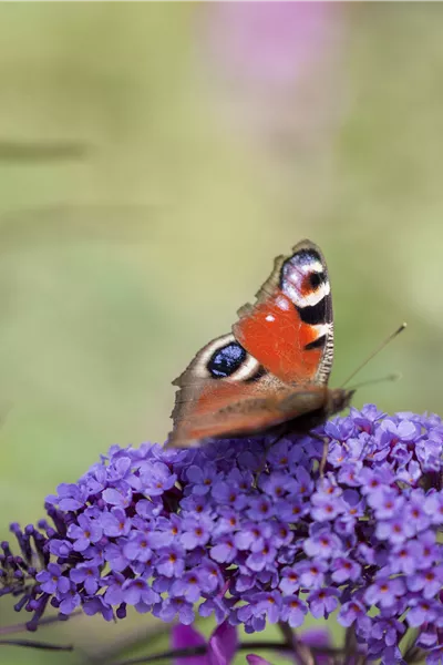 Buddleja 'Blue Chip'