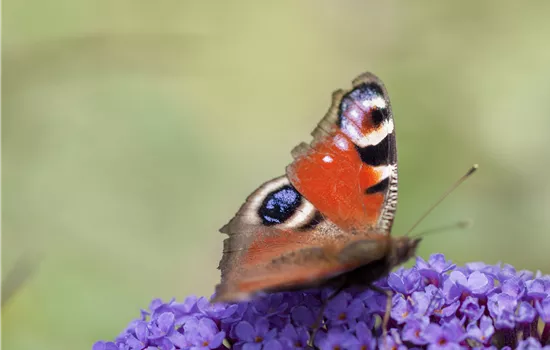 Buddleja 'Blue Chip'