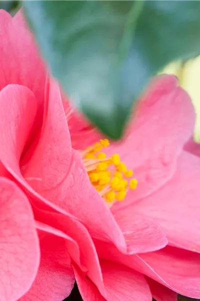 Camellia 'Donation'