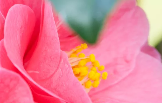 Camellia 'Donation'