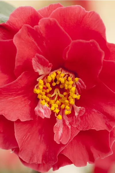 Camellia 'Mary Williams'