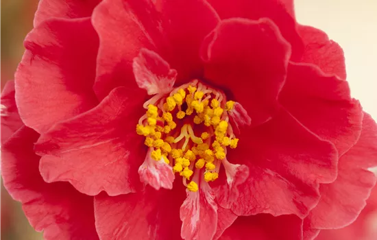 Camellia 'Mary Williams'