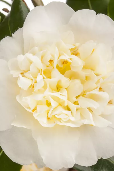 Camellia 'Snow White'