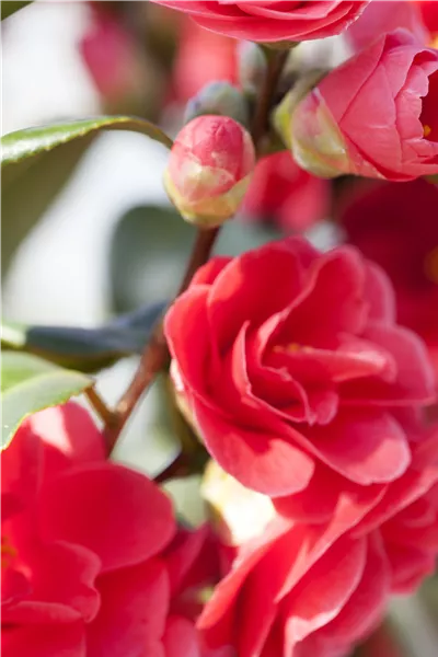 Camellia japonica 'Lady Campbell'