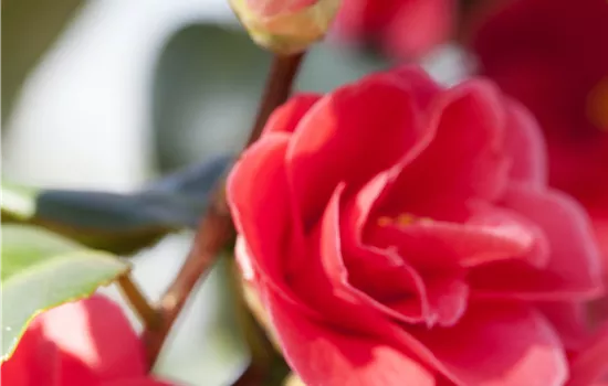 Camellia japonica 'Lady Campbell'