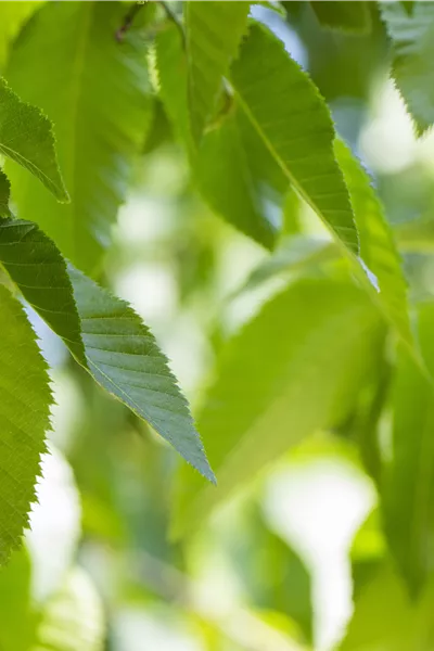 Carpinus betulus 'Pendula'