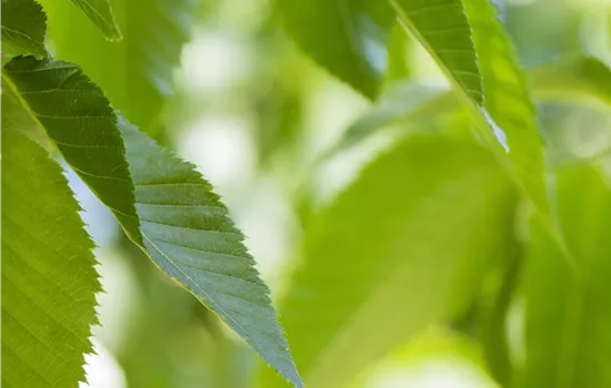 Carpinus betulus 'Pendula'