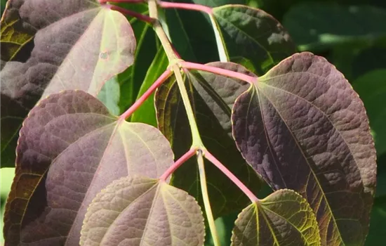 Cercidiphyllum japonicum 'Rotfuchs'