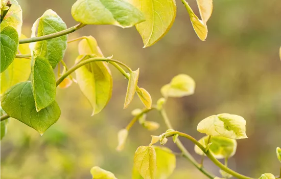 Cercis canadensis 'Hearts of Gold'