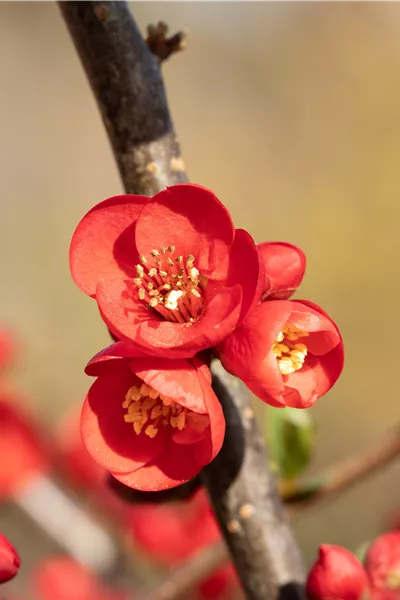 Chaenomeles 'Rubra'