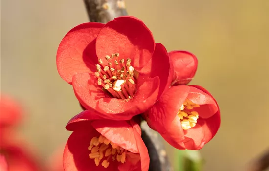 Chaenomeles 'Rubra'