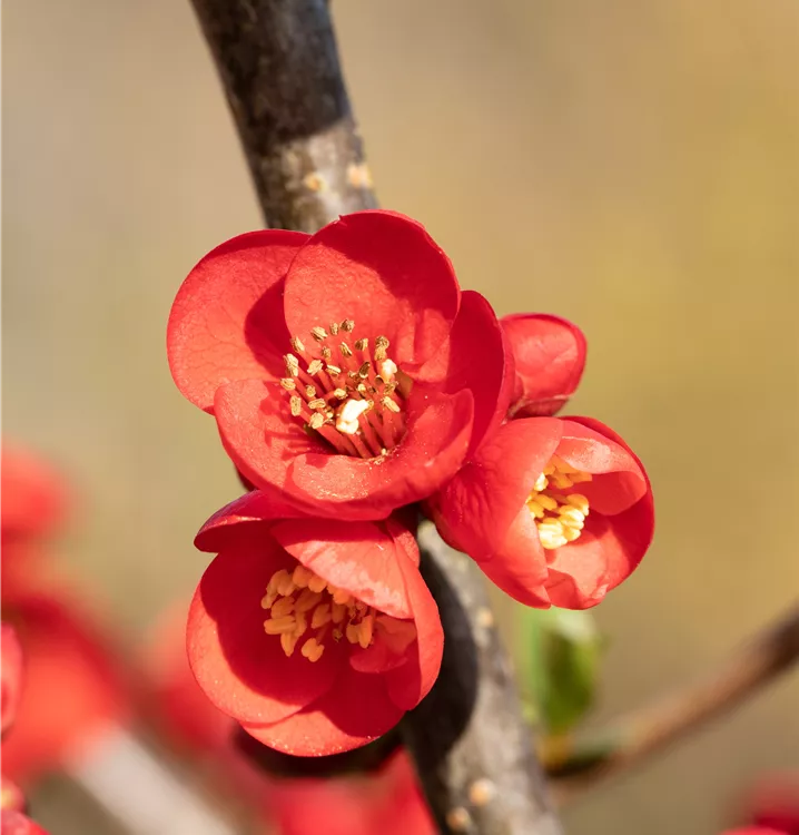 Zierquitte 'Rubra'