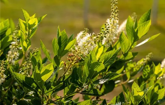 Clethra alnifolia 'Humminbird'