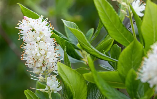 Clethra alnifolia