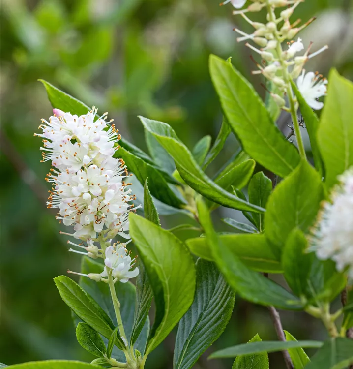 Clethra alnifolia