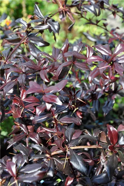 Berberis thunbergii 'Thunderbolt'