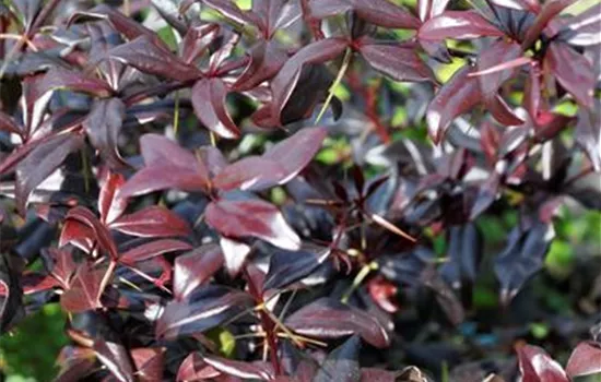 Berberis thunbergii 'Thunderbolt'