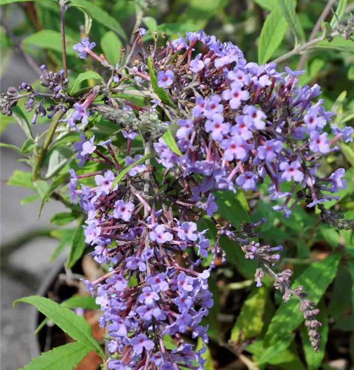 Sommerflieder 'Wisteria Lane'