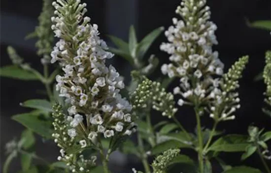 Buddleja 'Buzz Ivory'