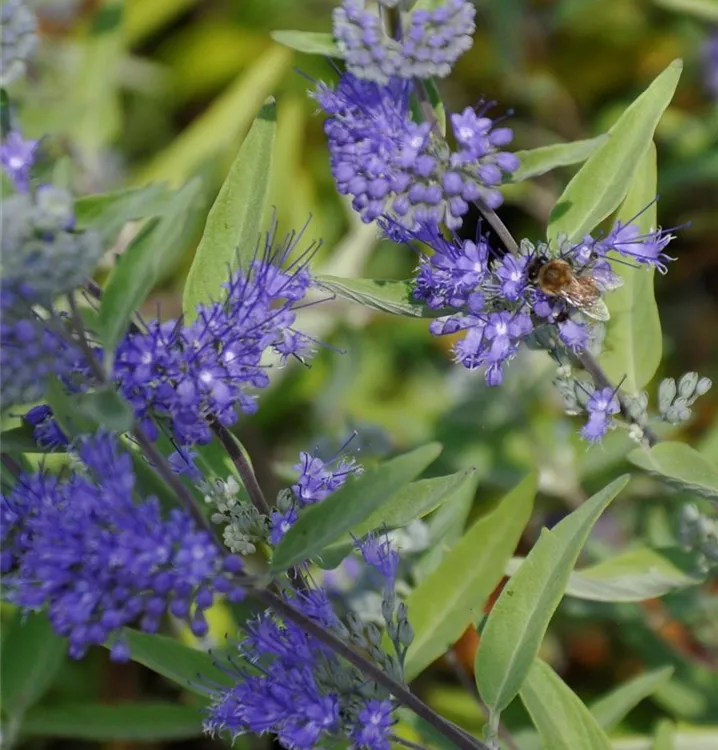 Bartblume 'Petit Bleu'®