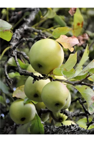 Malus 'Bittenfelder Sämling' 