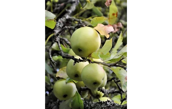 Malus 'Bittenfelder Sämling' 