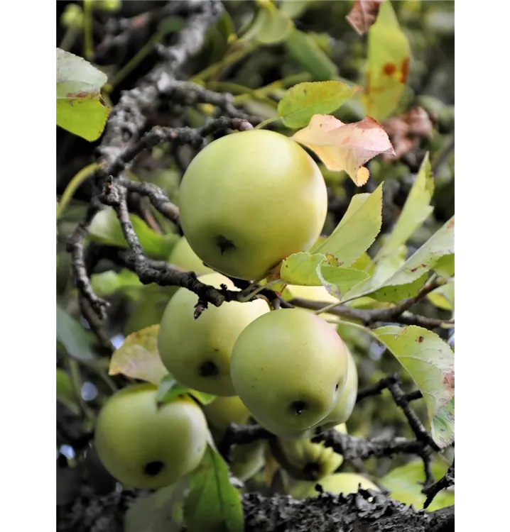 Apfel 'Bittenfelder'